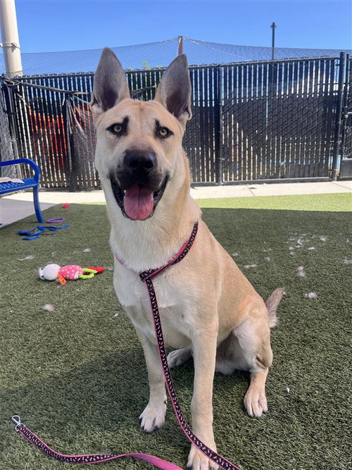 picture of the dog needing adoption