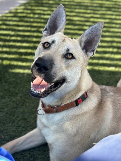 GOLDENEYE - German Shepherd Dog available for adoption
