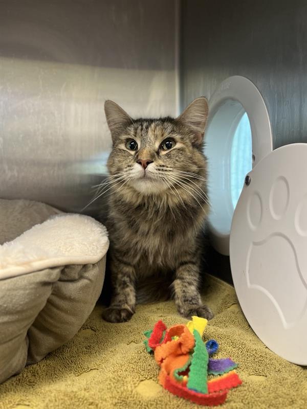 adoptable Cat in Elk Grove, CA named Mama Splinter
