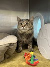 adoptable Cat in  named Mama Splinter