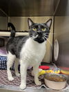 adoptable Cat in elk grove, CA named Joan Rivers