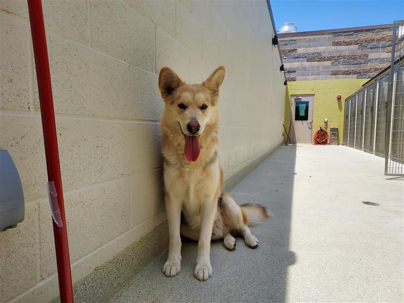 adoptable Dog in Elk Grove, CA named Eddie Munson