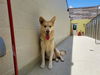 adoptable Dog in elk grove, CA named Eddie Munson