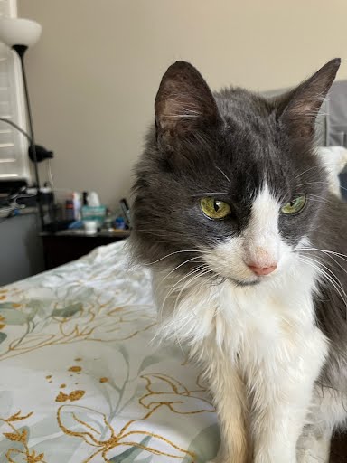adoptable Cat in Elk Grove, CA named Sophie