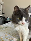 adoptable Cat in  named Sophie