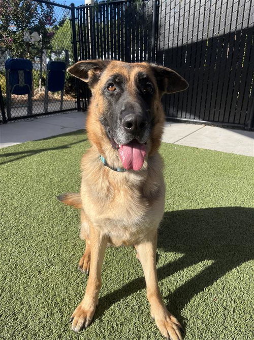 picture of the dog needing adoption
