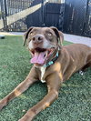 Bruno - Photo 1