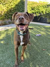 Bruno - Photo 3