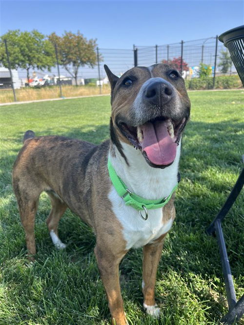 picture of the dog needing adoption