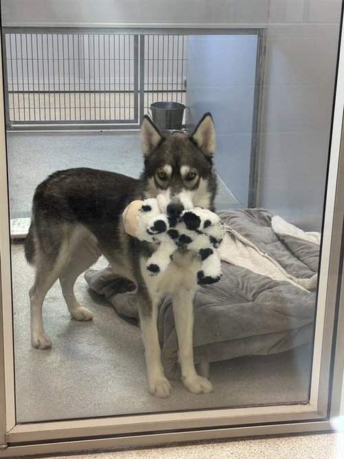 ORBEEZ - Siberian Husky available for adoption