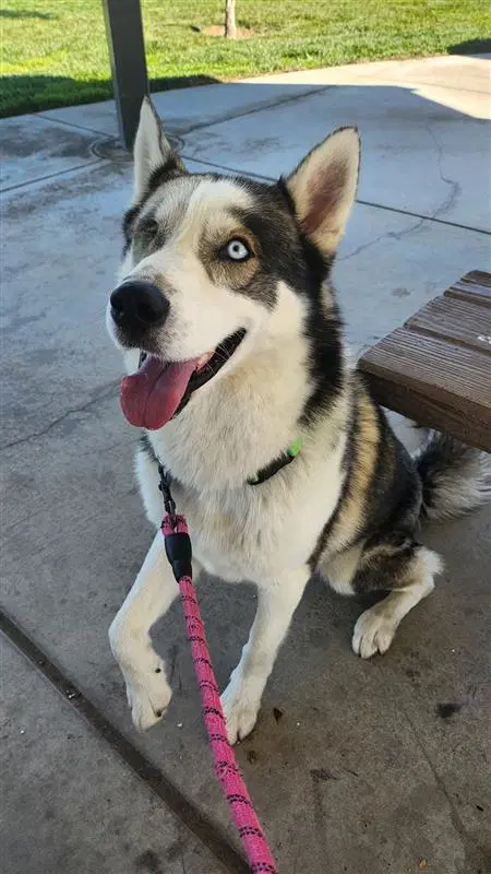 Noster - Siberian Husky