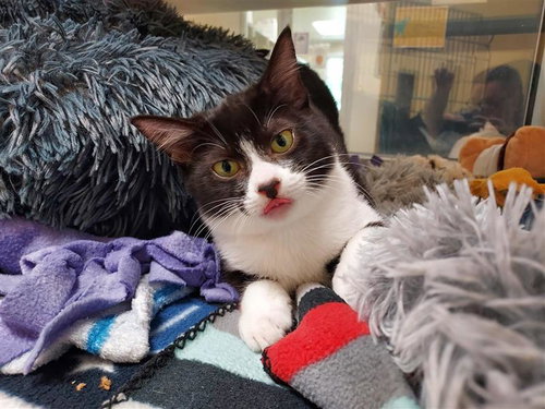 picture of the cat needing adoption