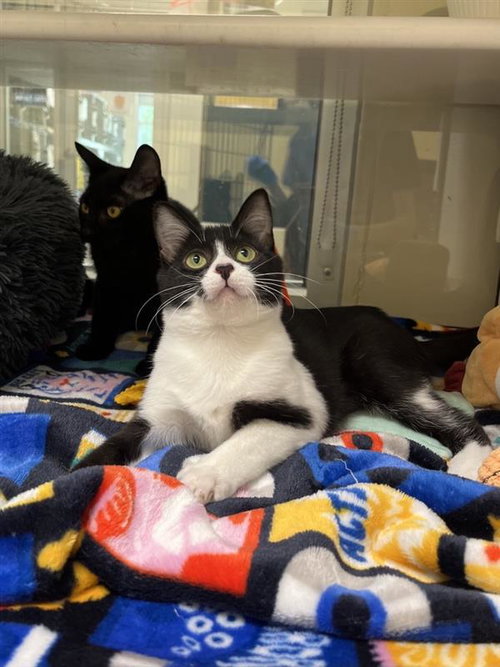 PANTENE - Domestic Short Hair available for adoption