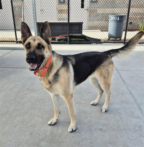 picture of the dog needing adoption