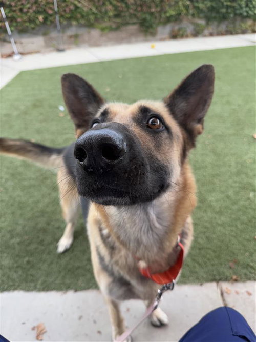 AHOY-HOY - German Shepherd Dog available for adoption