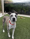 Scooter - Photo 1