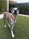 Scooter - Photo 3