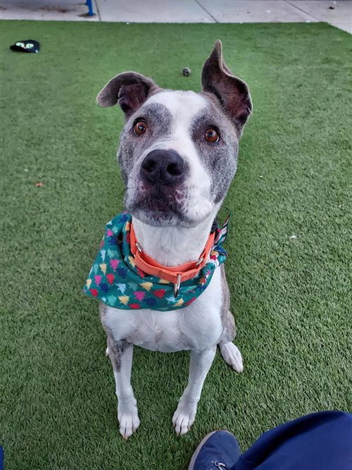 SCOOTER - Pit Bull Terrier available for adoption