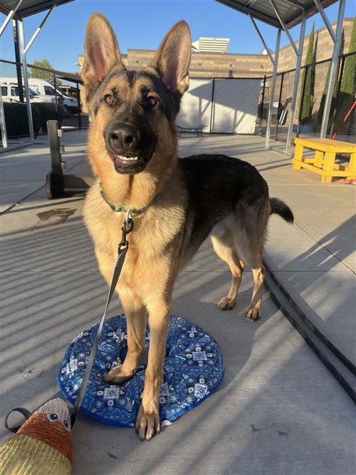 picture of the dog needing adoption