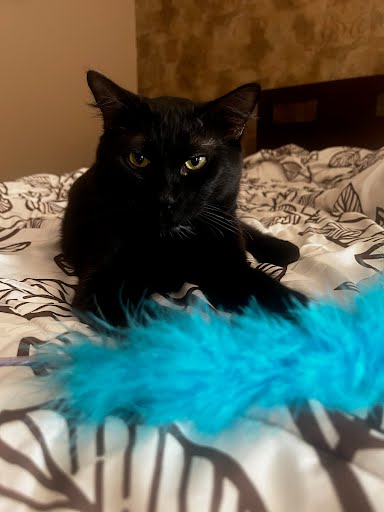 DOORDASH - Domestic Short Hair available for adoption