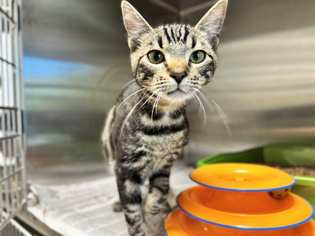 Tigger Image
