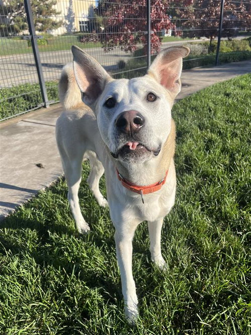 PRINCE CHARMING - Labrador Retriever / Husky available for adoption