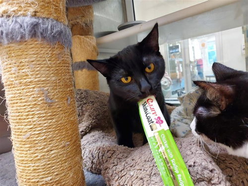 COWBOY - Domestic Short Hair available for adoption