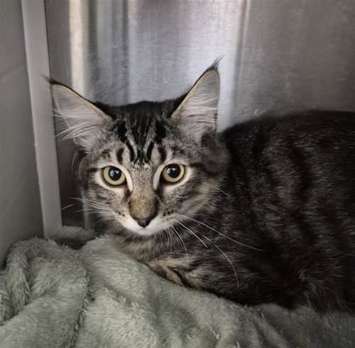 DARIUS - Domestic Medium Hair available for adoption