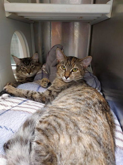 JULIA - Domestic Short Hair available for adoption