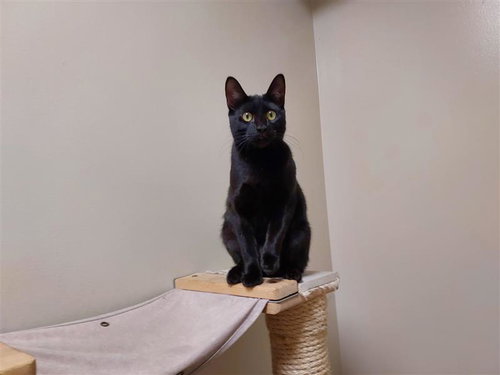 MIRCALLA - Domestic Short Hair available for adoption