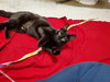 Mircalla - Photo 4