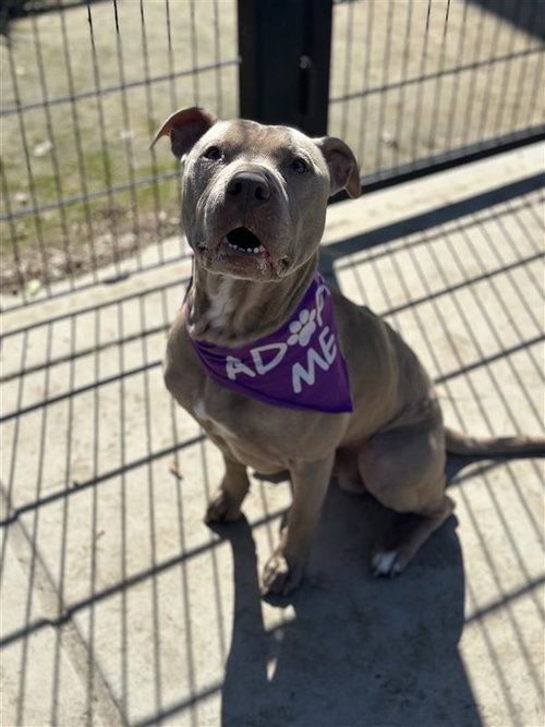 picture of the dog needing adoption