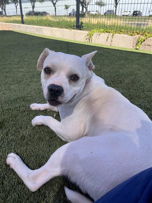 FLIP FLOP - Beagle / French Bulldog available for adoption