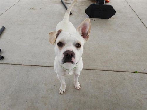 FLIP FLOP - Beagle / French Bulldog available for adoption