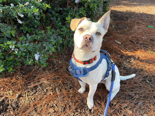 FLIP FLOP - Beagle / French Bulldog available for adoption