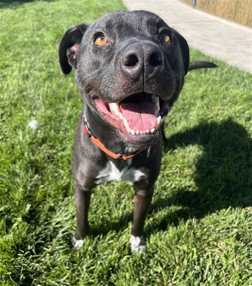 RUSSELL - Border Collie / Staffordshire Bull Terrier available for adoption