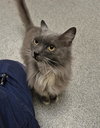 Furby - Photo 1