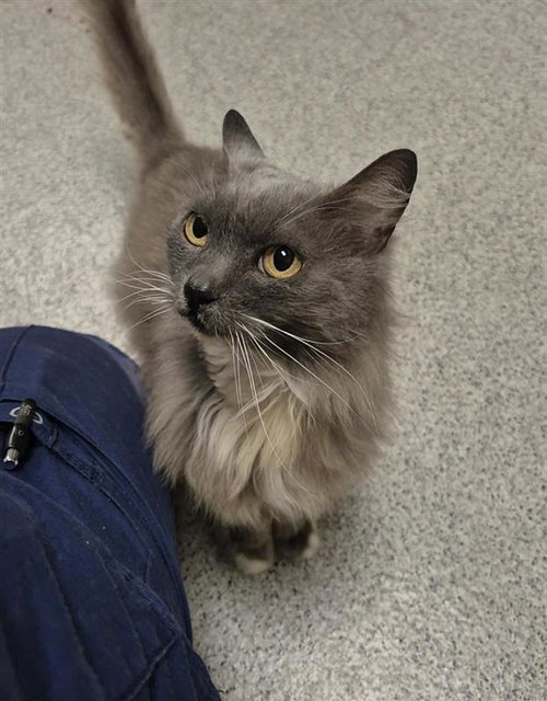 FURBY - Domestic Short Hair available for adoption