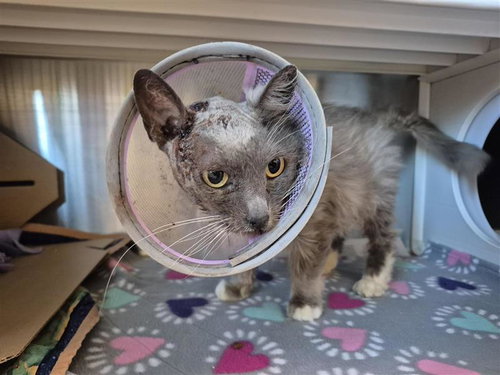 FURBY - Domestic Short Hair available for adoption
