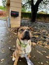 Smudge Pudge - Photo 2
