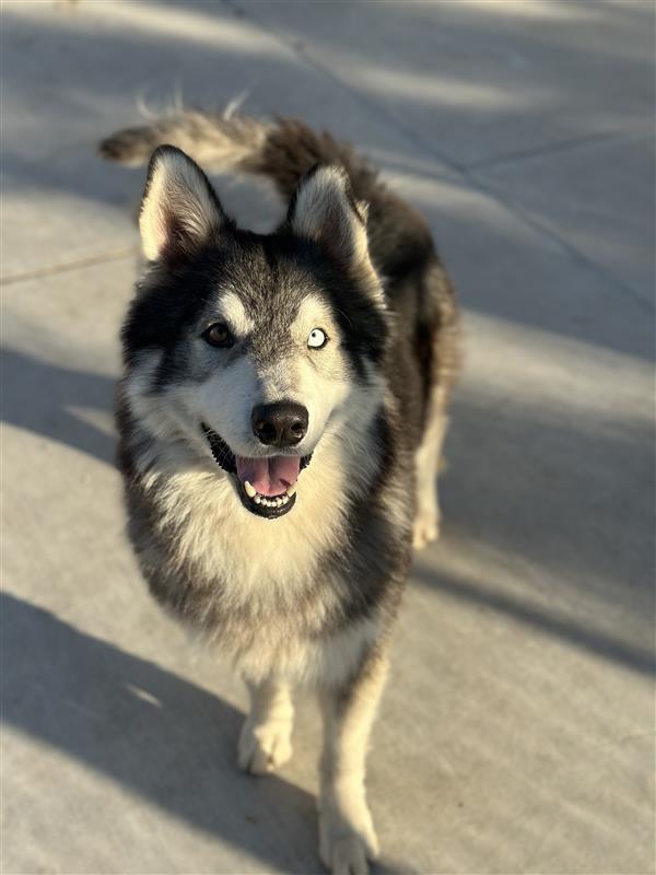 Balto Image