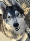 Balto - Photo 2
