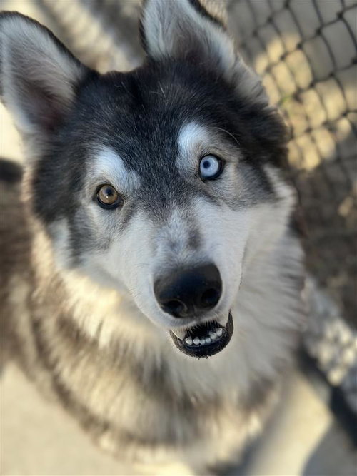 BALTO - Siberian Husky available for adoption