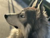 Balto - Photo 3