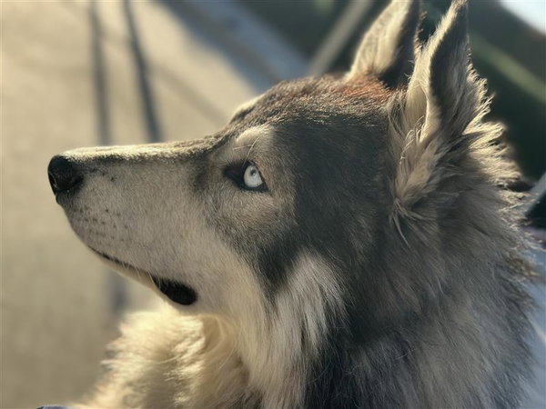 Balto