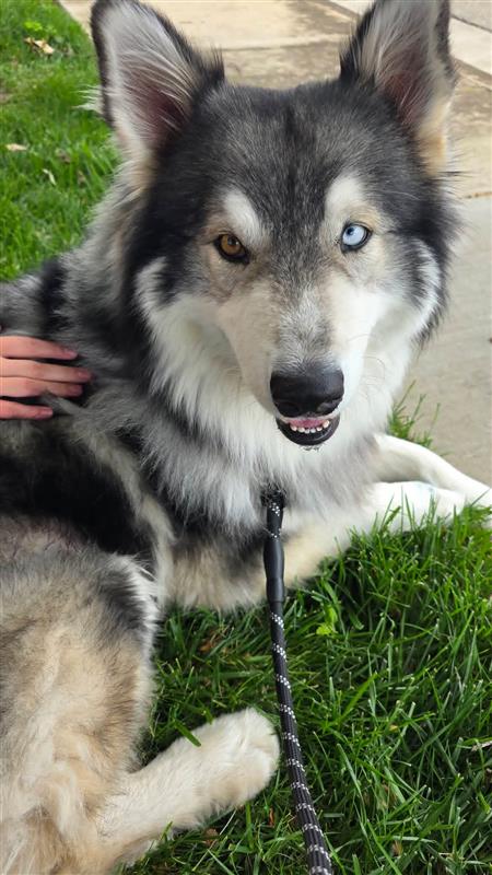 Balto