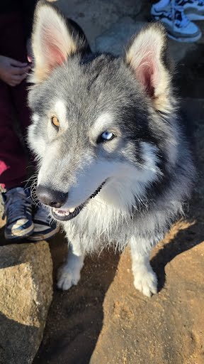 BALTO