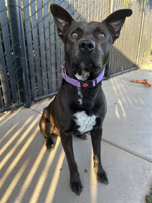 RALTS - Australian Kelpie / Pit Bull Terrier available for adoption