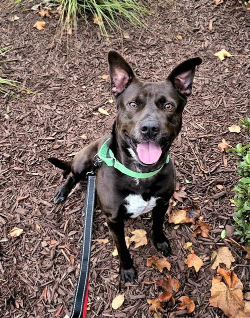 RALTS - Australian Kelpie / Pit Bull Terrier available for adoption