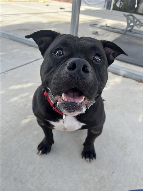 IDK - American Bulldog available for adoption